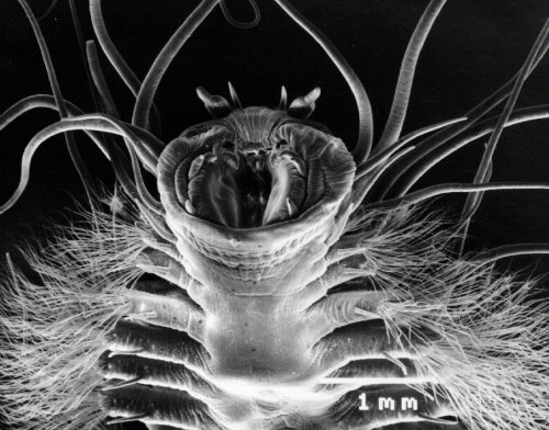 bug magnified.gif (715 KB)